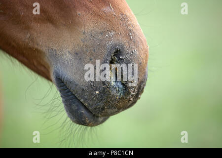 Falkensee, detail view, nasal discharge in a foal