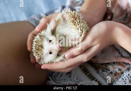 African pygmy hedgehog lying on his back in the hands of a girl Stock Photo