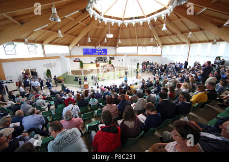 Iffezheim, interior view of the auction hall Stock Photo