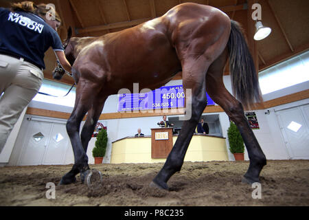 Iffezheim, Lot 49, stallion by Sea the Moon from Favorite in the auction ring Stock Photo