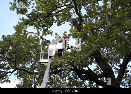 Berlin, Germany, employee of the Horticultural Office is sowing a rotten branch from a tree Stock Photo