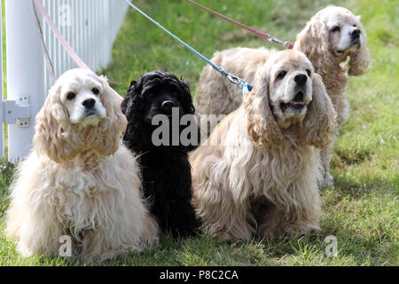 Hannover, Germany, American Cocker Spaniel Stock Photo