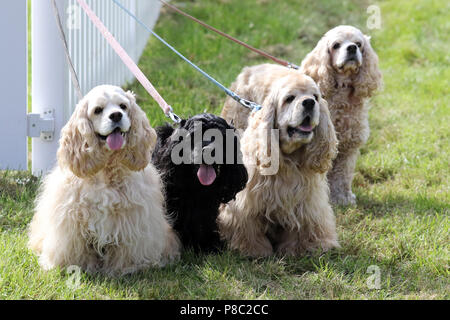 Hannover, Germany, American Cocker Spaniel Stock Photo