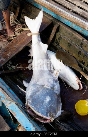 Redtail catfish Phractocephalus hemioliopterus. Stock Photo