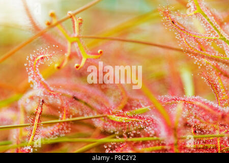 Fantastic drosera close-up , beautiful red-yellow color contrast ,crossing lines ,selective focus Stock Photo
