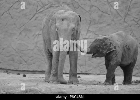 Cute elephant calf with Mom black and white photo Stock Photo