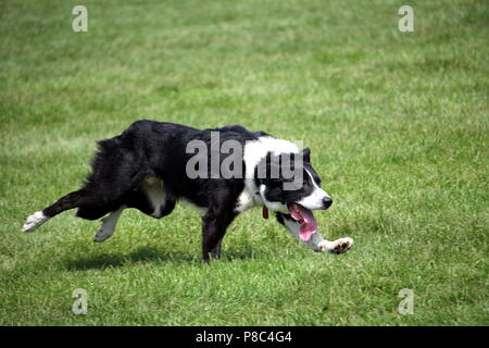Sheep dog or Border Collie, also known as a Scottish Sheepdog,with distinctive black and white coat, running over grass at speed with its tongue out Stock Photo