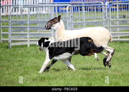 Sheep dog or Border Collie, also known as a Scottish Sheepdog, with distinctive black and white coat, running alongside a black faced sheep next to an Stock Photo