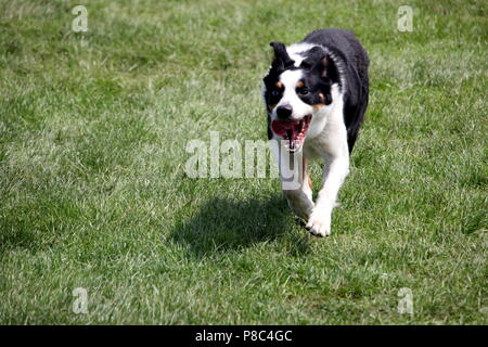 Sheep dog or Border Collie, also known as a Scottish Sheepdog,with distinctive black and white coat, running over grass towards the camera with its to Stock Photo