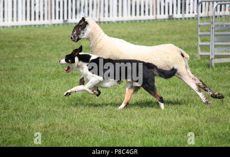 Sheep dog or Border Collie, also known as a Scottish Sheepdog, with distinctive black and white coat, running alongside a black faced sheep Stock Photo