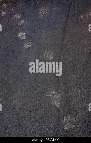 Muddy black bear tracks on an asphalt driveway in the Adirondack Mountains, NY USA with tire tracks for  size comparison Stock Photo