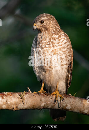 Red tail hawk Portrait Stock Photo