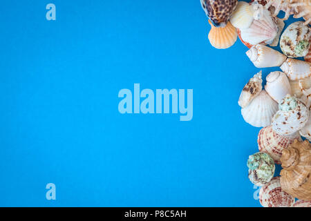 Frame of shells of various  size  on a blue background.Flat lay. Stock Photo