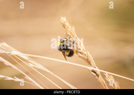 A bumble bee sits on a blade of corn in the early morning