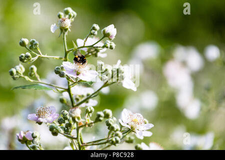 honey bees gathering pollen on brambles in summer. England UK Stock Photo