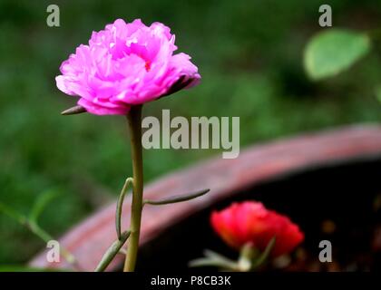 close-up - macro - view of a beautiful pink color small moss rose - Portulaca - flower in a home garden in Sri Lanka Stock Photo