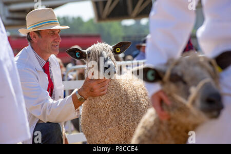 Harrogate, Yorkshire, UK. 10th July, 2018. Judging Wensleydale sheep at the Great Yorkshire Show. Credit: John Eveson/Alamy Live News Stock Photo