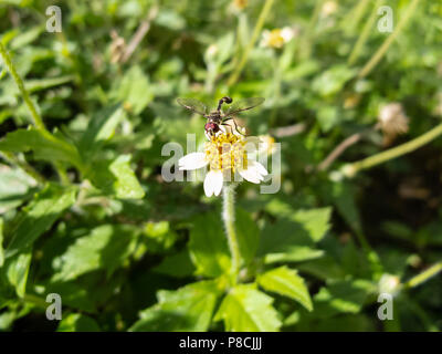 Asuncion, Paraguay. 10th July, 2018. Plenty of afternoon sunshine in Asuncion as hoverfly (Pseudodorus clavatus) hovers over tridax daisy or coatbuttons (Tridax procumbens) blooming flowers in Paraguay's capital. Credit: Andre M. Chang/Alamy Live News Stock Photo