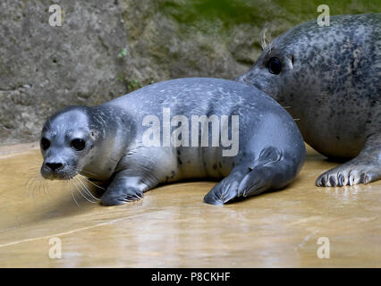 Berlin, Germany. 10th July, 2018. Female seal Shiva playing with her young at the Zoologischer Garten. The young animal was born on 09 July 2018 and is still unnamed. Credit: Britta Pedersen/dpa-Zentralbild/dpa/Alamy Live News Stock Photo