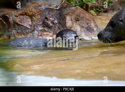 Berlin, Germany. 10th July, 2018. Female seal Shiva playing with her young at the Zoologischer Garten. The young animal was born on 09 July 2018 and is still unnamed. Credit: Britta Pedersen/dpa-Zentralbild/dpa/Alamy Live News Stock Photo