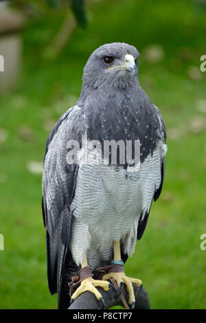 Birds of prey - Black Chested Buzzard Eagle Geranoaetus melanoleucus ...