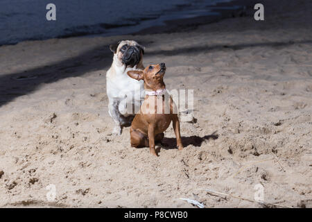 City Carnikava, Latvia. Two dogs sit at Baltic sea. White mops and brovn toy terrier. Travel photo 2018. Stock Photo