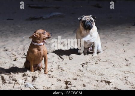 City Carnikava, Latvia. Two dogs sit at Baltic sea. White mops and brovn toy terrier. Travel photo 2018. Stock Photo