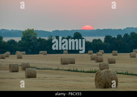 Clubs of freshly cut hay against a background of bright evening sunset over fields . For your design Stock Photo
