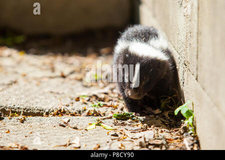 Skunk in Backyard Stock Photo: 112604066 - Alamy