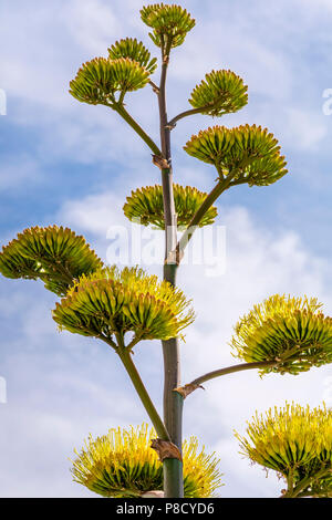 Agave Americana, century plant in bloom, in New Mexico desert USA. Stock Photo