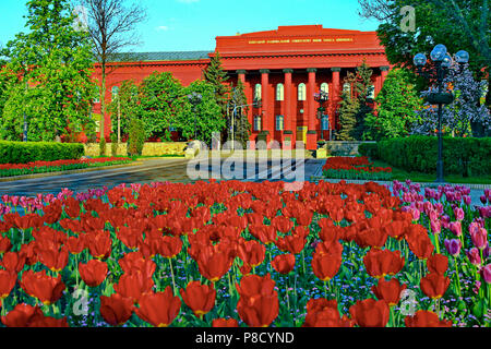 Red tulips in the foreground and the same color building of Kiev National Taras Shevchenko University in the background . For your design Stock Photo