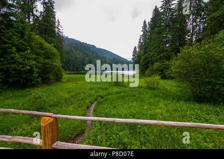 A small stream between the green herbs flows from the lake Synevir. Carpathians. Ukraine . For your design Stock Photo