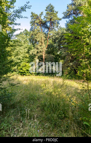 Forest glade with the crumpled grass covered in the summer sun. With a lone pine at the edge of the glade. . For your design Stock Photo