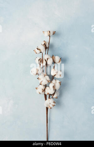 Flat lay of feminine light blue background with branch of artificial cotton flower. Can be greeting card and design element. Top view, copy space. Stock Photo