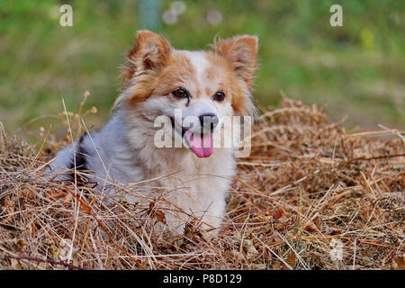 A cute and cheerful little dog shows his tongue while sitting on a hay amid a green grass . For your design Stock Photo