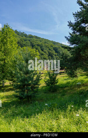 A green glade with grass in the shade of a big fir tree with a beautiful view of the green slopes overgrown with thick trees in the distance. . For yo Stock Photo