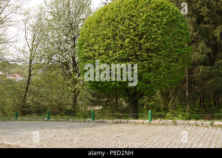 A huge luxuriant tall deciduous tree in the park near the alley lined with tiles . For your design Stock Photo