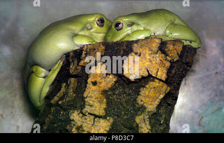 two light green frogs sitting on a stump . For your design Stock Photo