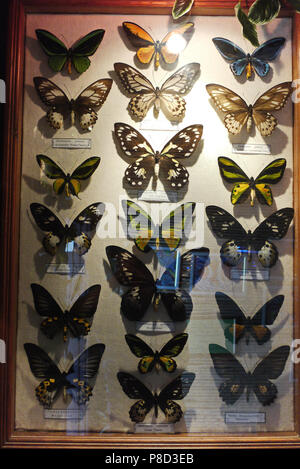 Beautiful butterflies of bright colors caught and dried for collection placed behind the glass on paper. . For your design Stock Photo
