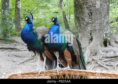 two beautiful blue-haired peacocks males sitting on a wicker basket in a park near a tree . For your design Stock Photo