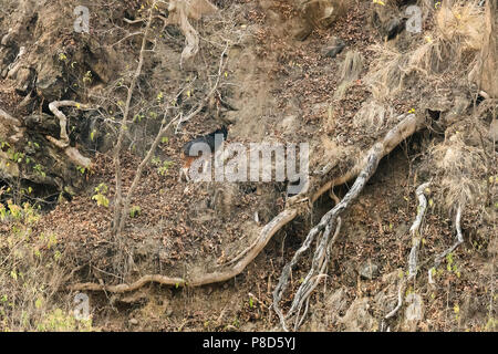 The Sumatran serow is threatened due to habitat loss and hunting Stock Photo