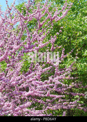 beautiful view of the blossoming pink petals of a tree branch next to green leaves . For your design Stock Photo