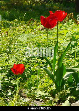 three buds of red tulip in the grass . For your design Stock Photo