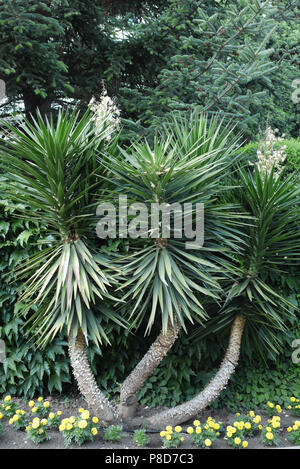 Young shoots of palms with curved trunks of still young trees growing with a bush with long narrow green leaves. . For your design Stock Photo