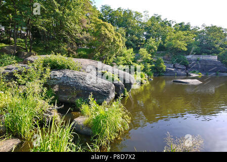 wide rocky river surrounded by beautiful tall trees . For your design Stock Photo
