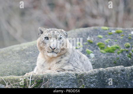 Snow leopard resting on rocks Stock Photo