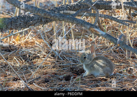 Very young Mountain or Nuttall's Cottontail Rabbit (Sylvilagus ...