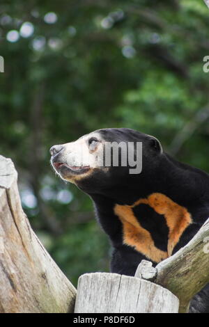 Close up portrait image of a Asian Sun Bear (Helarctos malayanus) Stock Photo