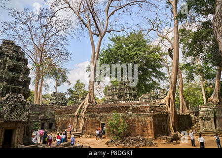Trees growing on walls at Angkor Thom Stock Photo