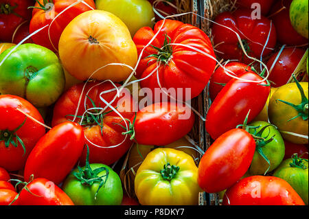 Colorful tomatoes varieties in boxes ripen and still green all cushioned with strands of paper for protection. Stock Photo